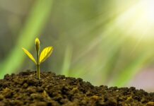 Amid Growing Demand for New Zealand Visa Opportunities Greener Pastures New Zealand Launches New Kiwifruit Investment Fund